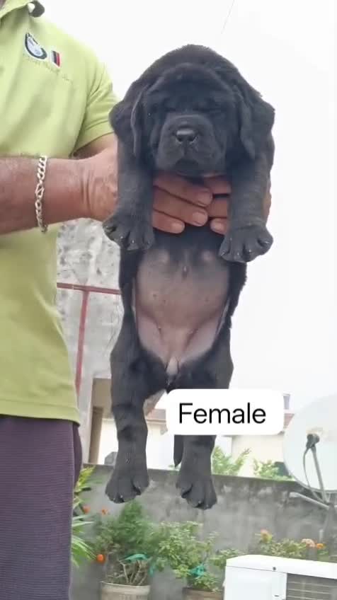 Beagle Black & Tan Puppy, farm video