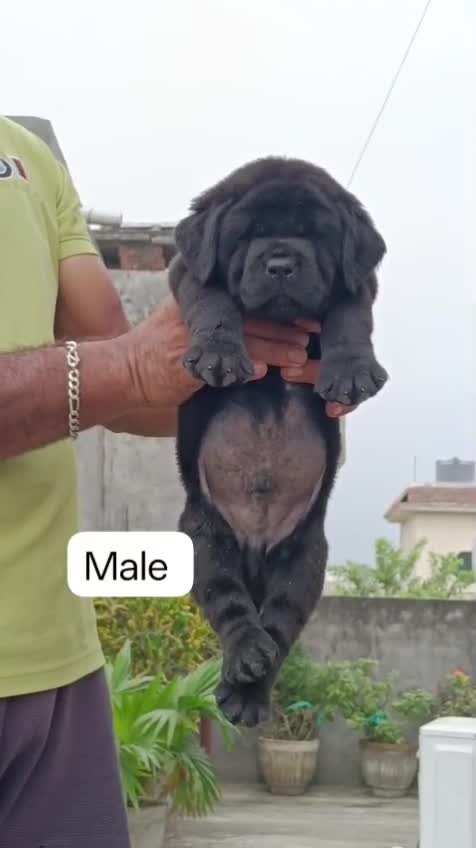 Beagle Black & Tan Puppy, farm video