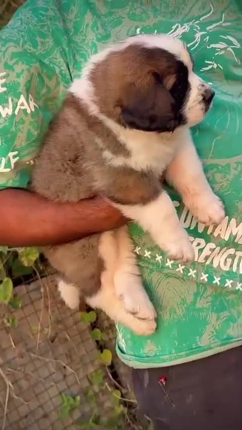 Saint Bernard Puppy, farm video
