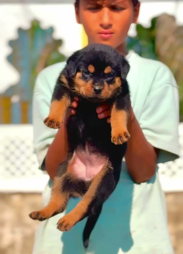 Rottweiler Puppy, farm video