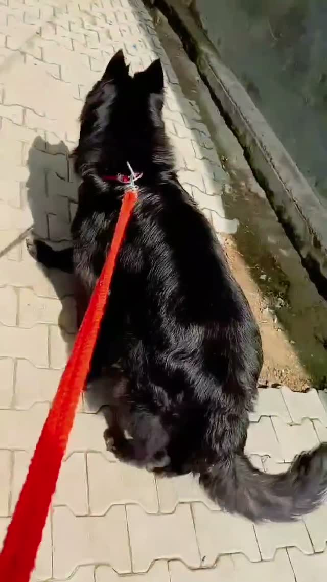 German Shepherd Puppy, farm video