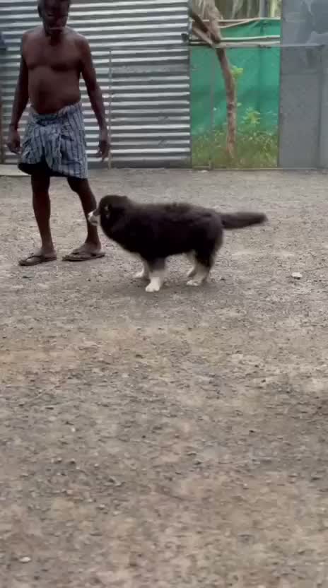 Siberian Husky Puppy | Black & White Color, farm video