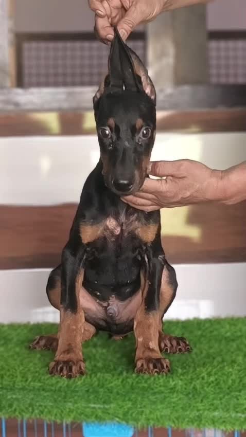 Doberman Pinscher Puppy, farm video