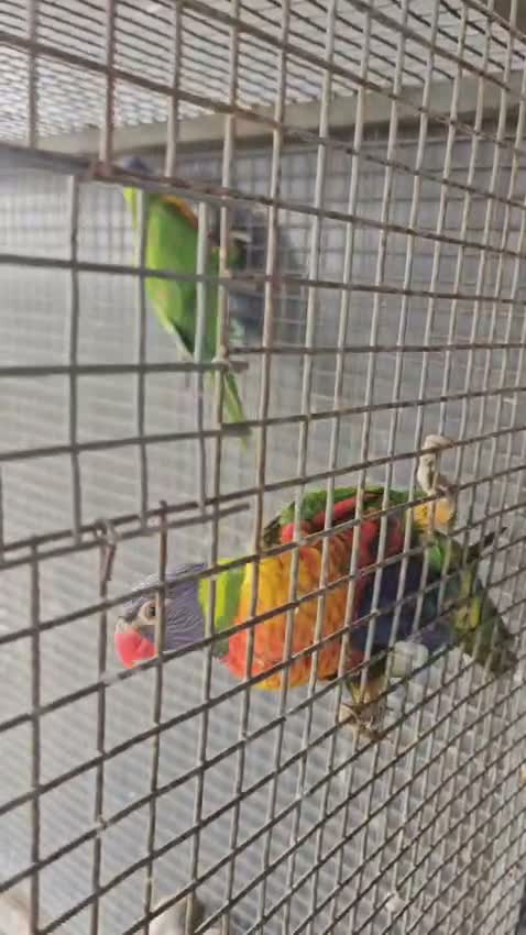 Chattering Lorikeet, farm video