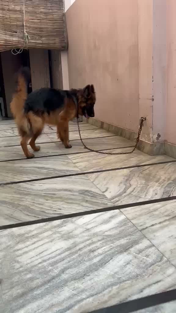 German Shepherd Puppy, farm video