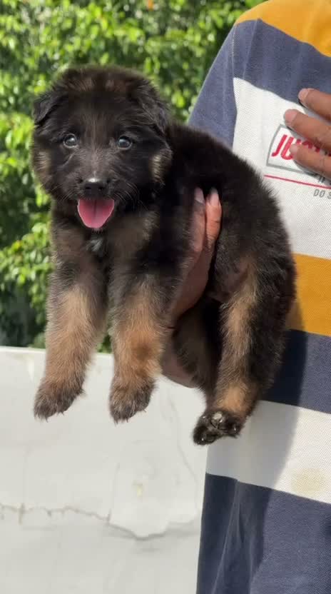 German Shepherd Puppy, farm video