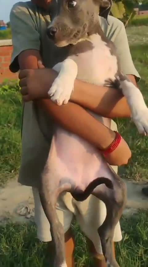 Pitbull Terrier Puppy, farm video