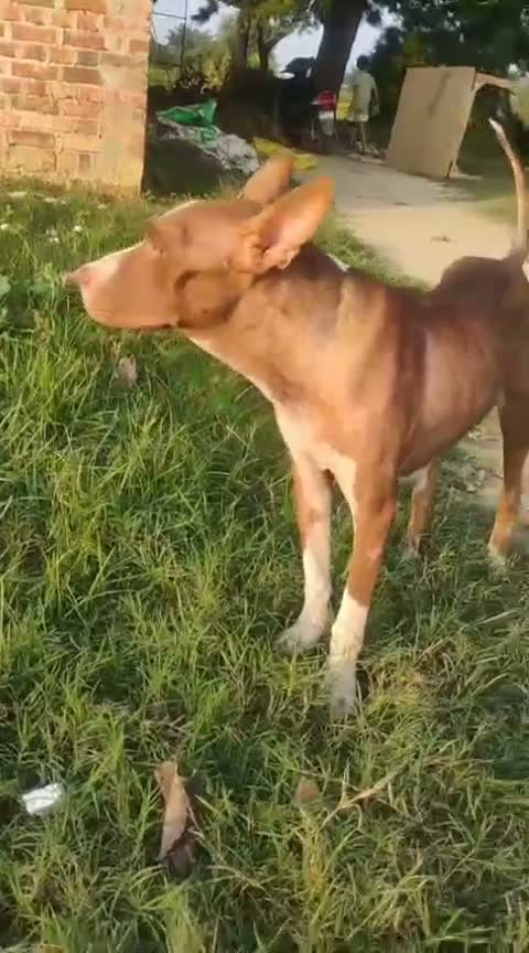 Pitbull Terrier Puppy, farm video