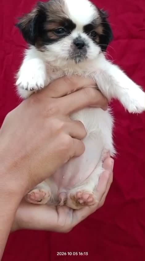 Shih Tzu | Black Color, farm video