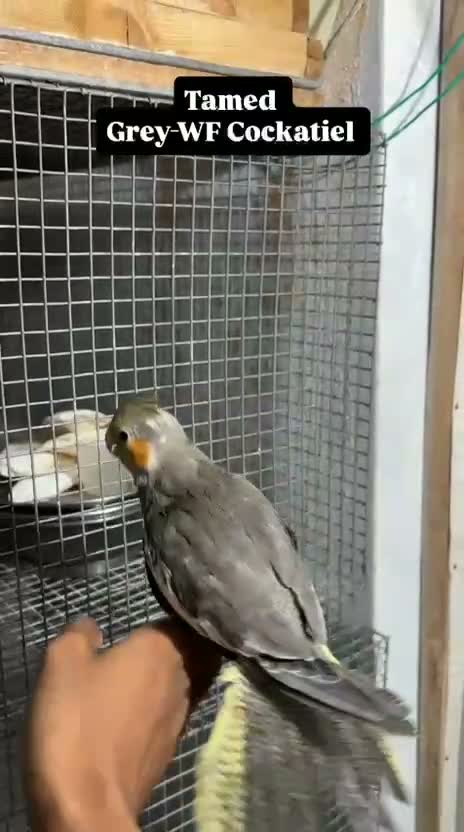 Cockatiel, farm video