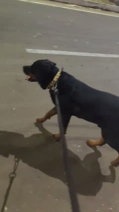 Rottweiler Puppy, farm video