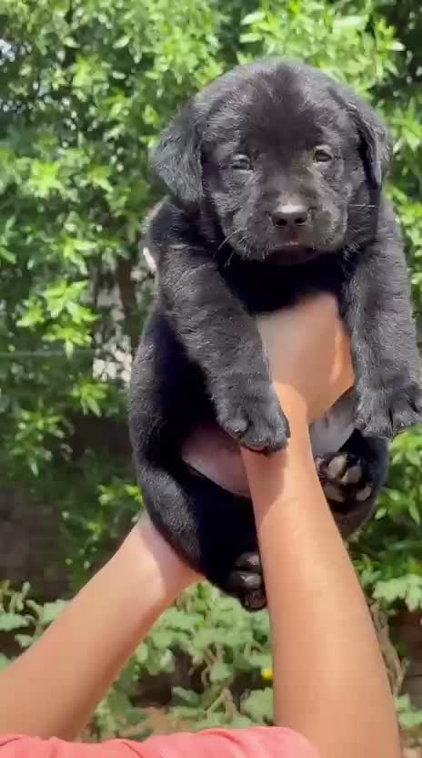 Beagle Black & Tan Puppy, farm video