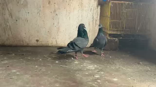 Chotiyal Pigeon, farm video