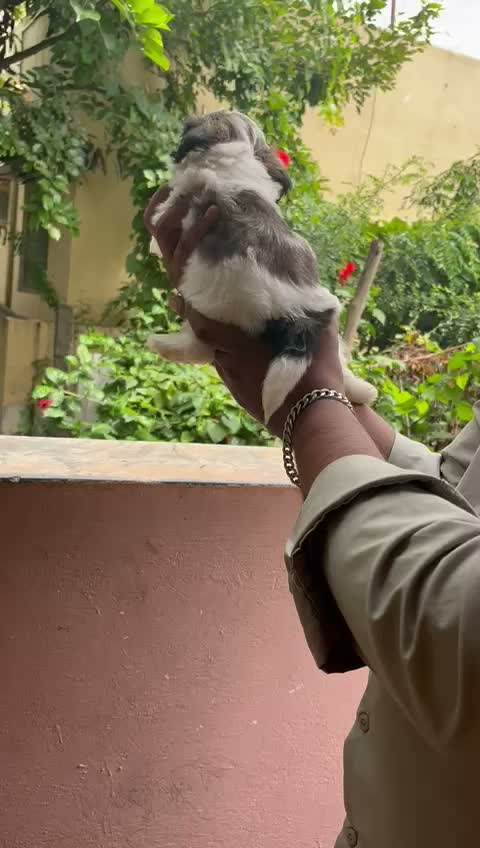 Shih Tzu | Black Color, farm video