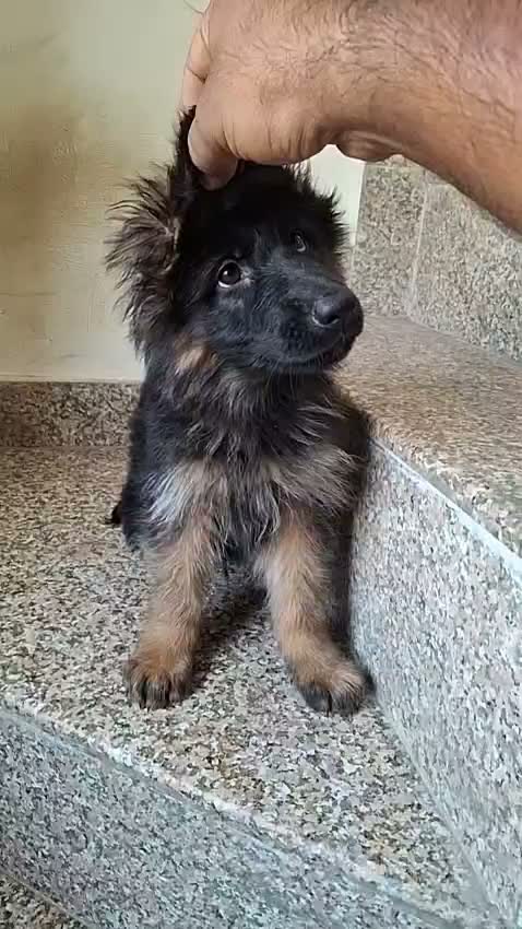 German Shepherd Puppy, farm video