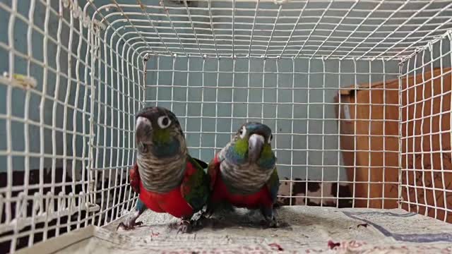 Small Cheek Conure, farm video