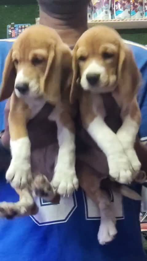 Beagle Black & Tan Puppy, farm video
