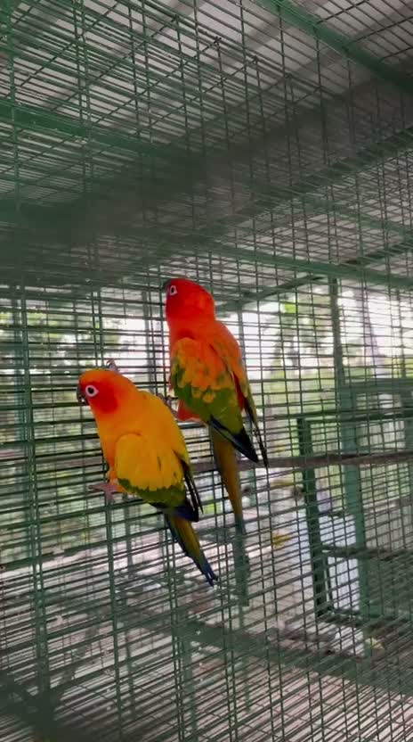 Sun Conure, farm video