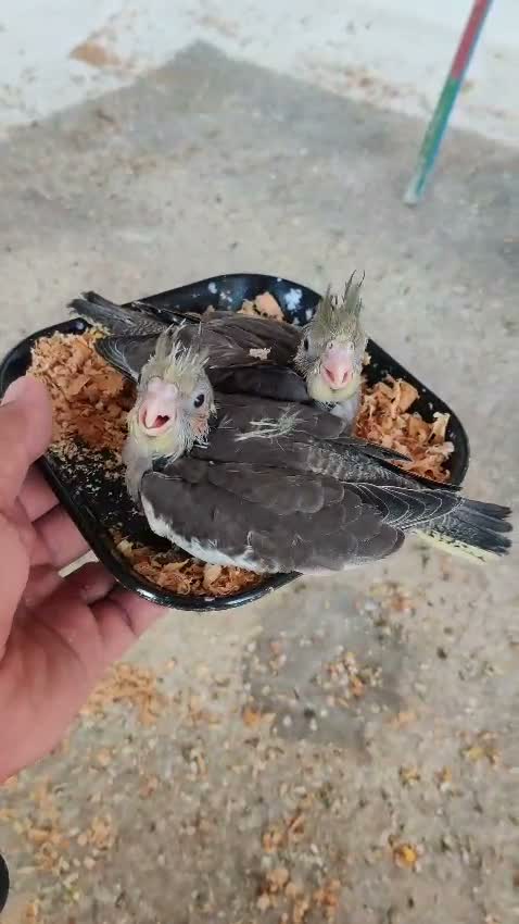 Cockatiel, farm video