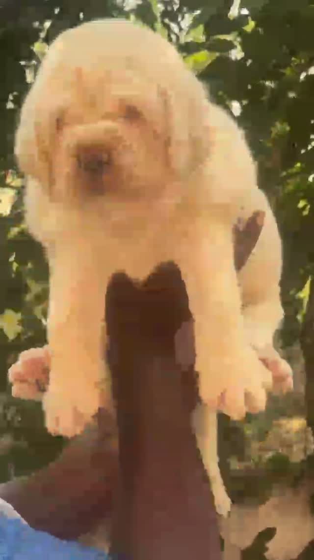 Beagle Black & Tan Puppy, farm video