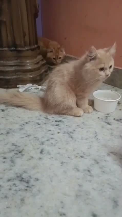 Persian, farm video