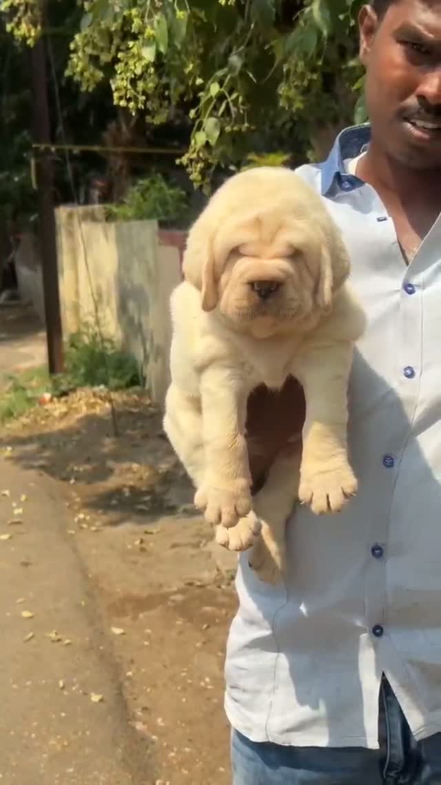 Beagle Black & Tan Puppy, farm video