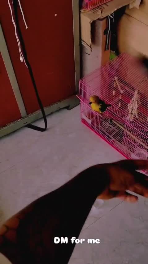 Sun Conure, farm video