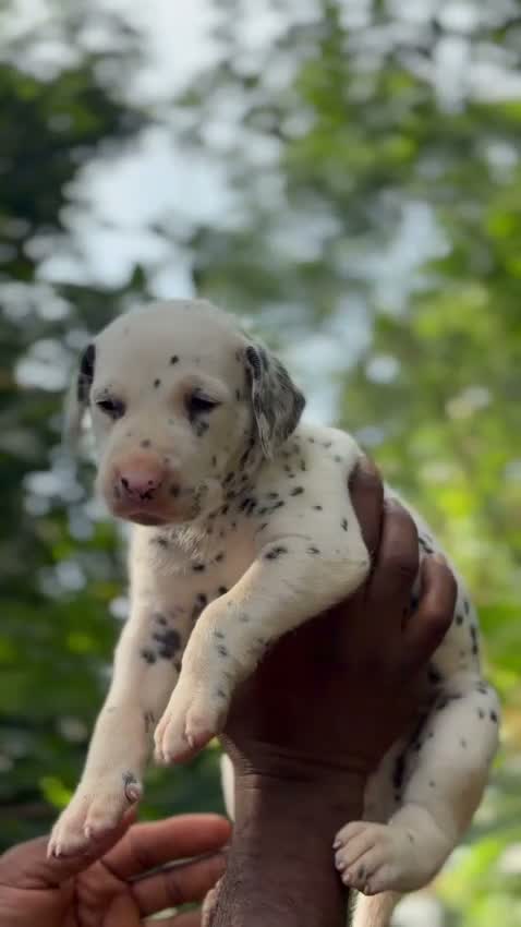 Dalmatian Puppy, farm video