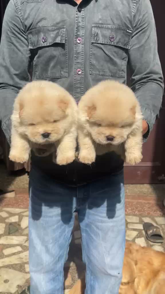 Chow Chow Puppies, farm video
