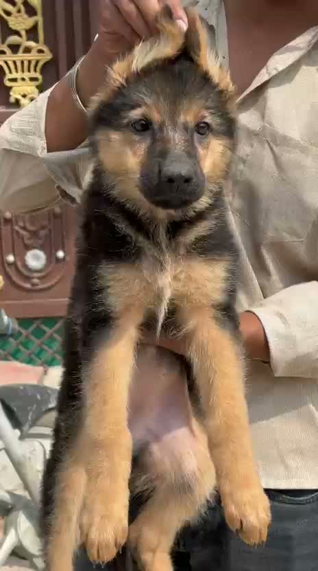 German Shepherd Puppy, farm video