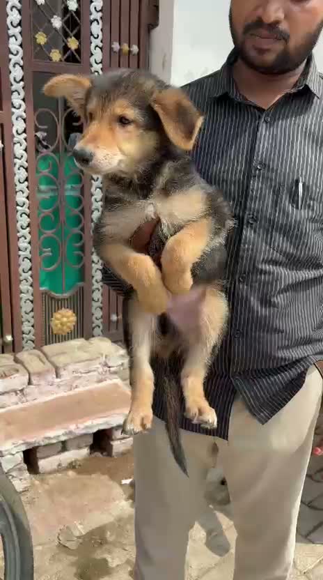 German Shepherd Puppy, farm video