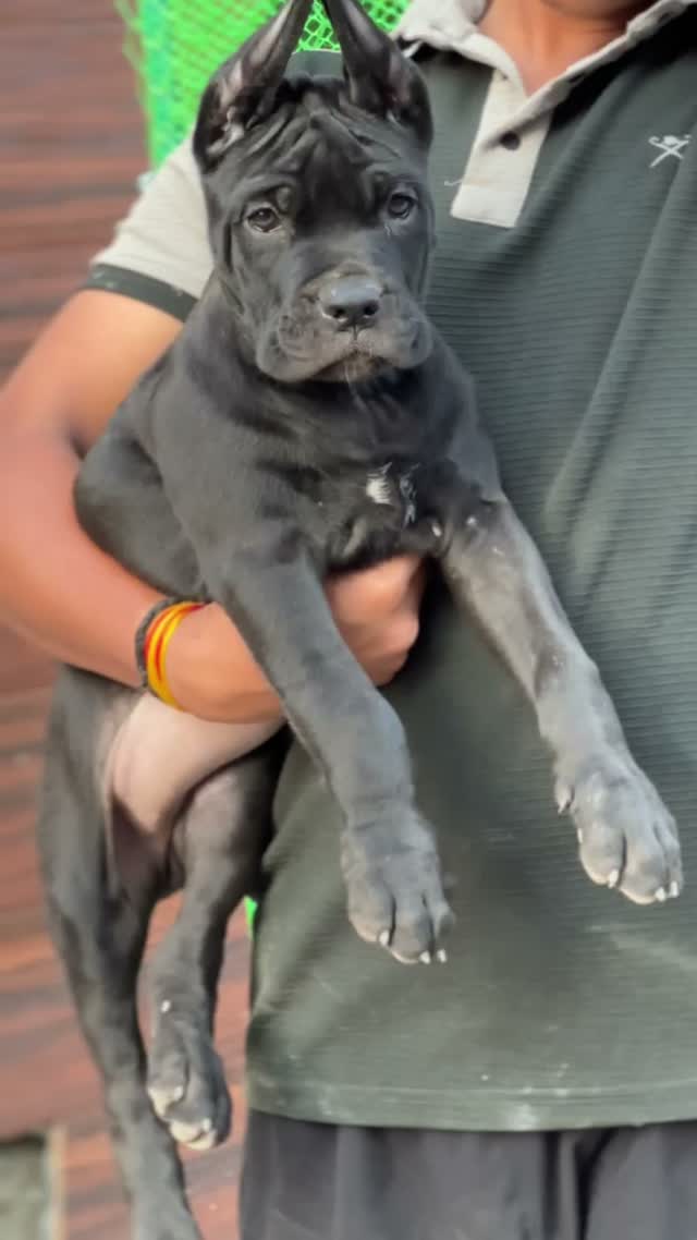Cane Corso Puppy, farm video