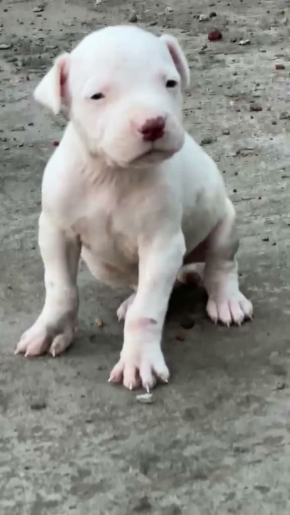 Dogo Argentino Puppy, farm video