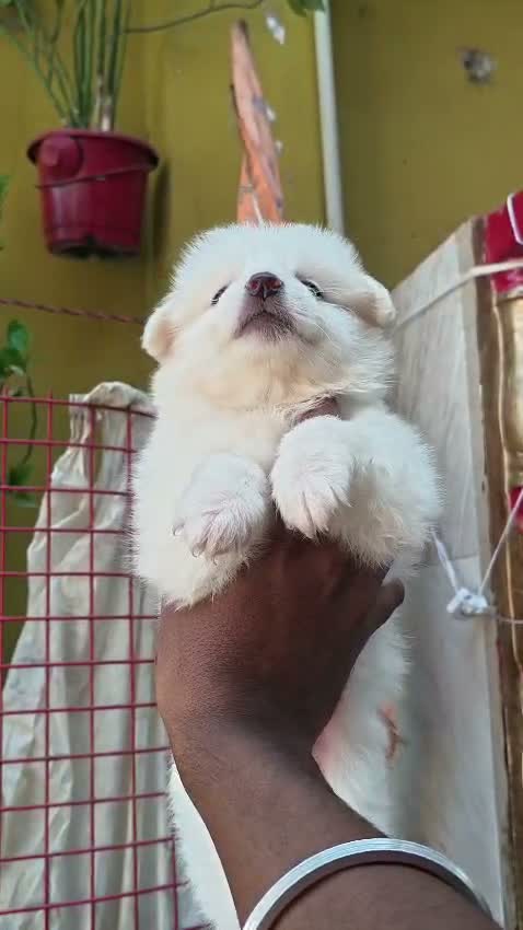 Pomeranian Puppy, farm video