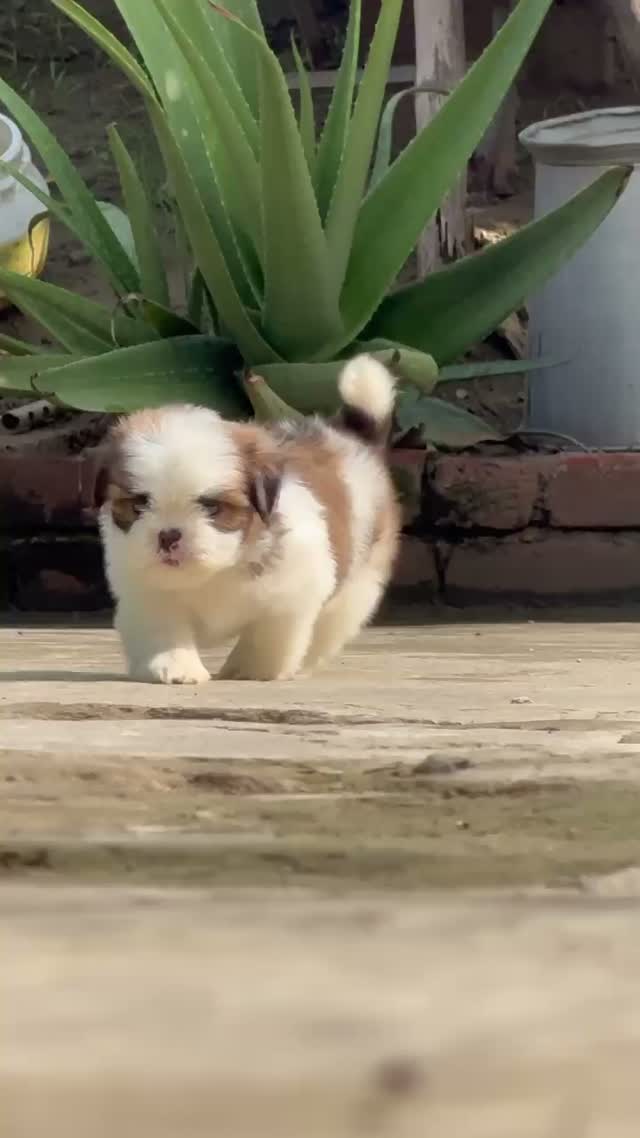 Shih Tzu | Black Color, farm video