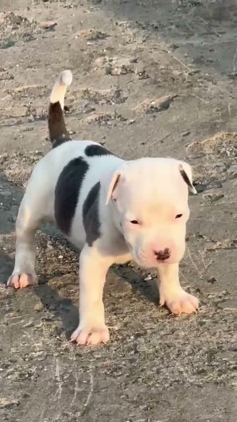 American Bully Pocket Size Puppy, farm video