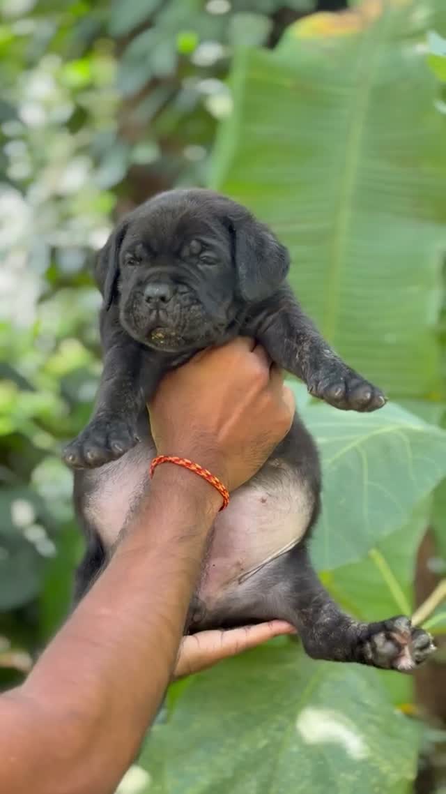 Dachshund Puppy | Brown, farm video