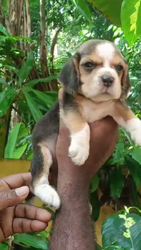 Dachshund Puppy | Brown, farm video