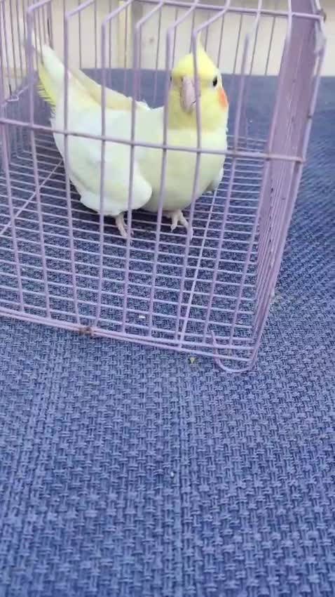 Cockatiel, farm video