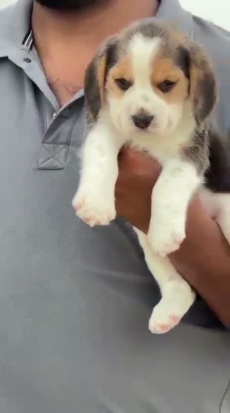 Beagle Black & Tan Puppy, farm video