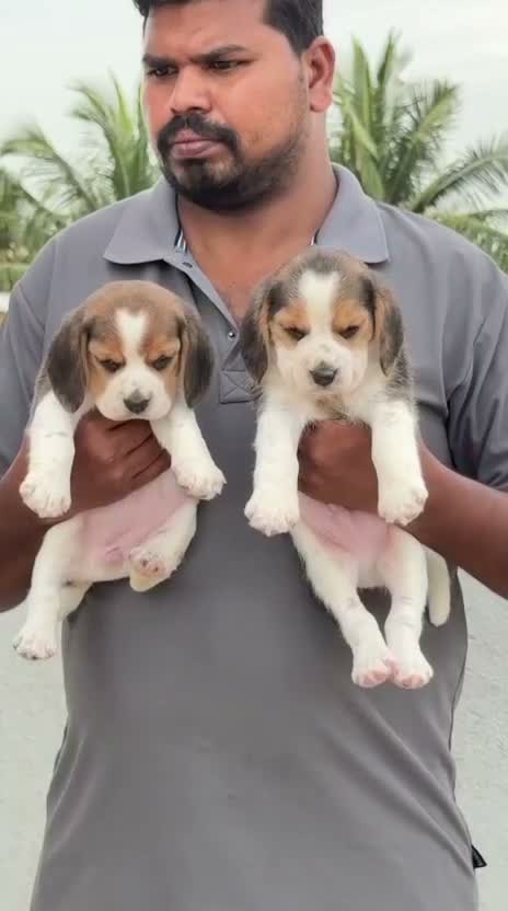 Beagle Black & Tan Puppy, farm video