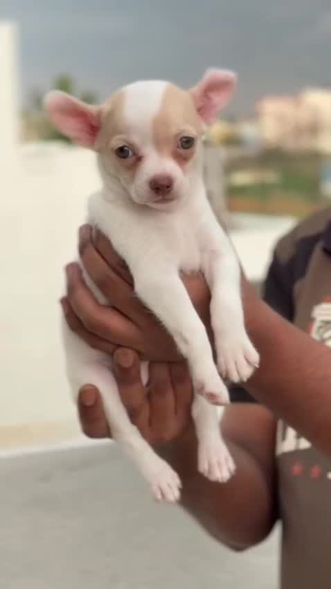 Chihuahua Puppy, farm video