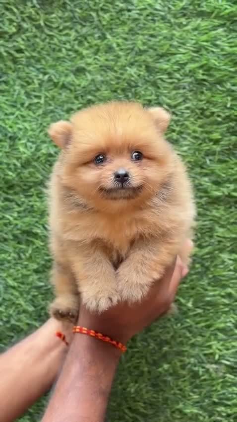 Pomeranian Puppy, farm video