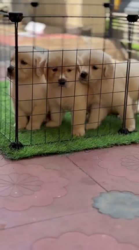 Golden Retriever, farm video