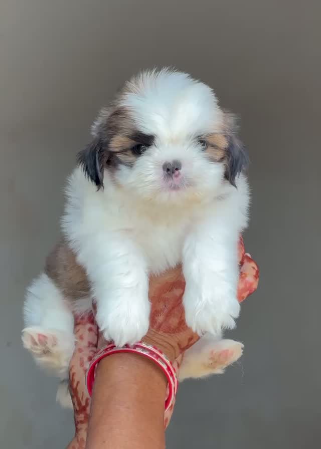 Shih Tzu | Black Color, farm video