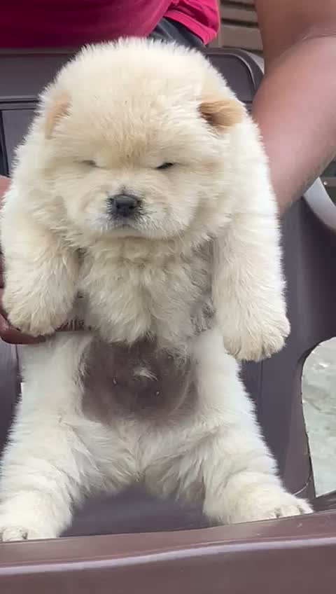 Chow Chow Puppies, farm video