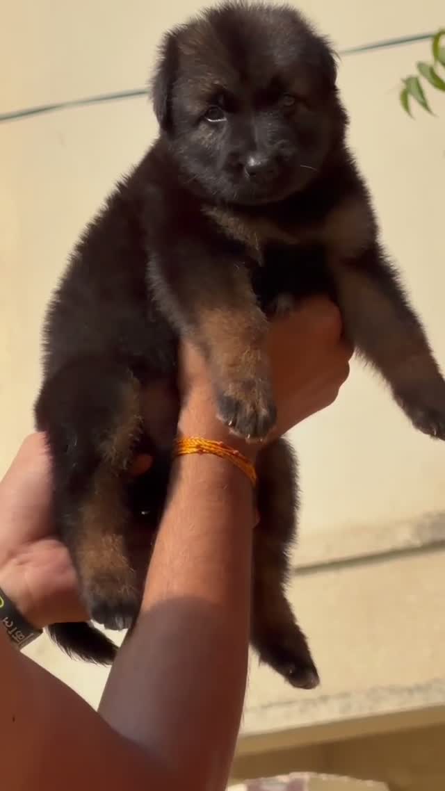 German Shepherd Puppy, farm video