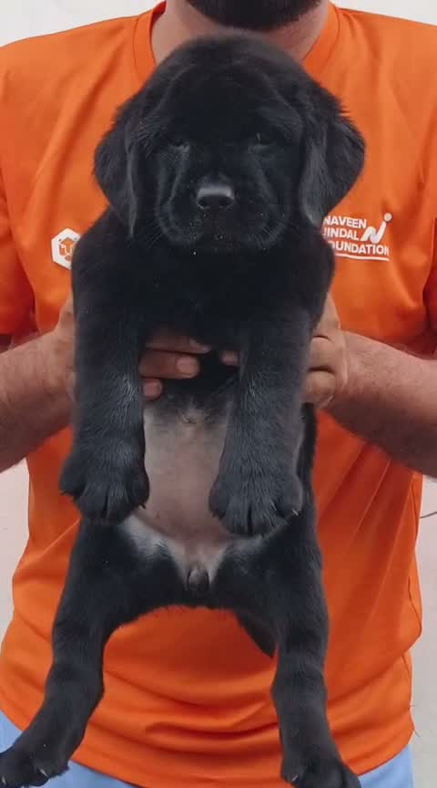 Beagle Black & Tan Puppy, farm video