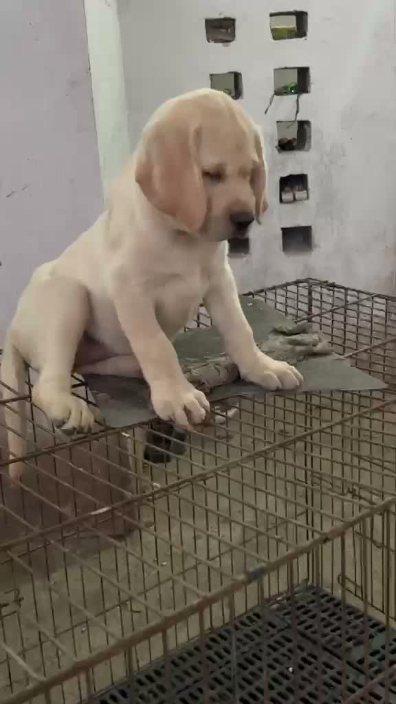 Beagle Black & Tan Puppy, farm video