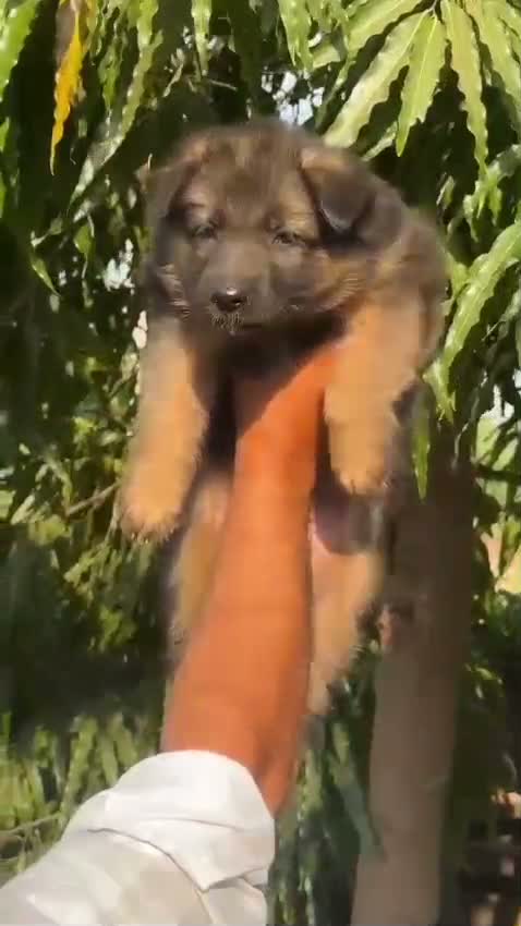 German Shepherd Puppy, farm video
